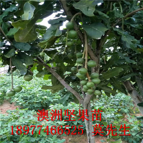 欽州供應(yīng)澳洲堅果種苗桂熱1號和A16、OC、695等品種齊全 欽州澳洲堅果苗場  欽州澳洲堅果場基地欽州澳洲堅果