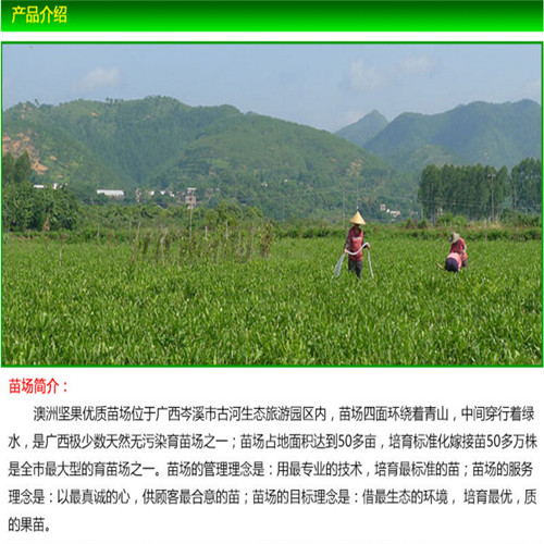 福建A16號(hào)澳洲堅(jiān)果苗批發(fā)價(jià)格，福建桂熱一號(hào)澳洲堅(jiān)果苗批發(fā)|福建695號(hào)澳洲堅(jiān)果苗批發(fā)報(bào)價(jià) 福建澳洲堅(jiān)果苗批發(fā)