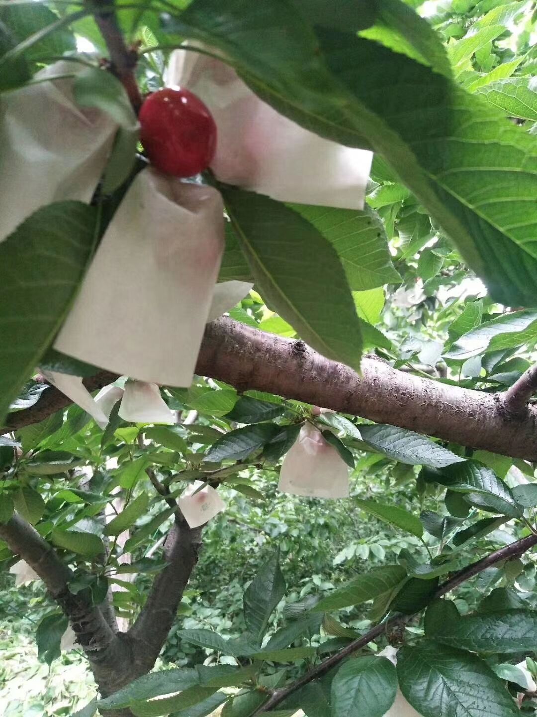 四川車?yán)遄用?四川資陽(yáng)車?yán)遄用缁?廠家報(bào)價(jià)供應(yīng)商