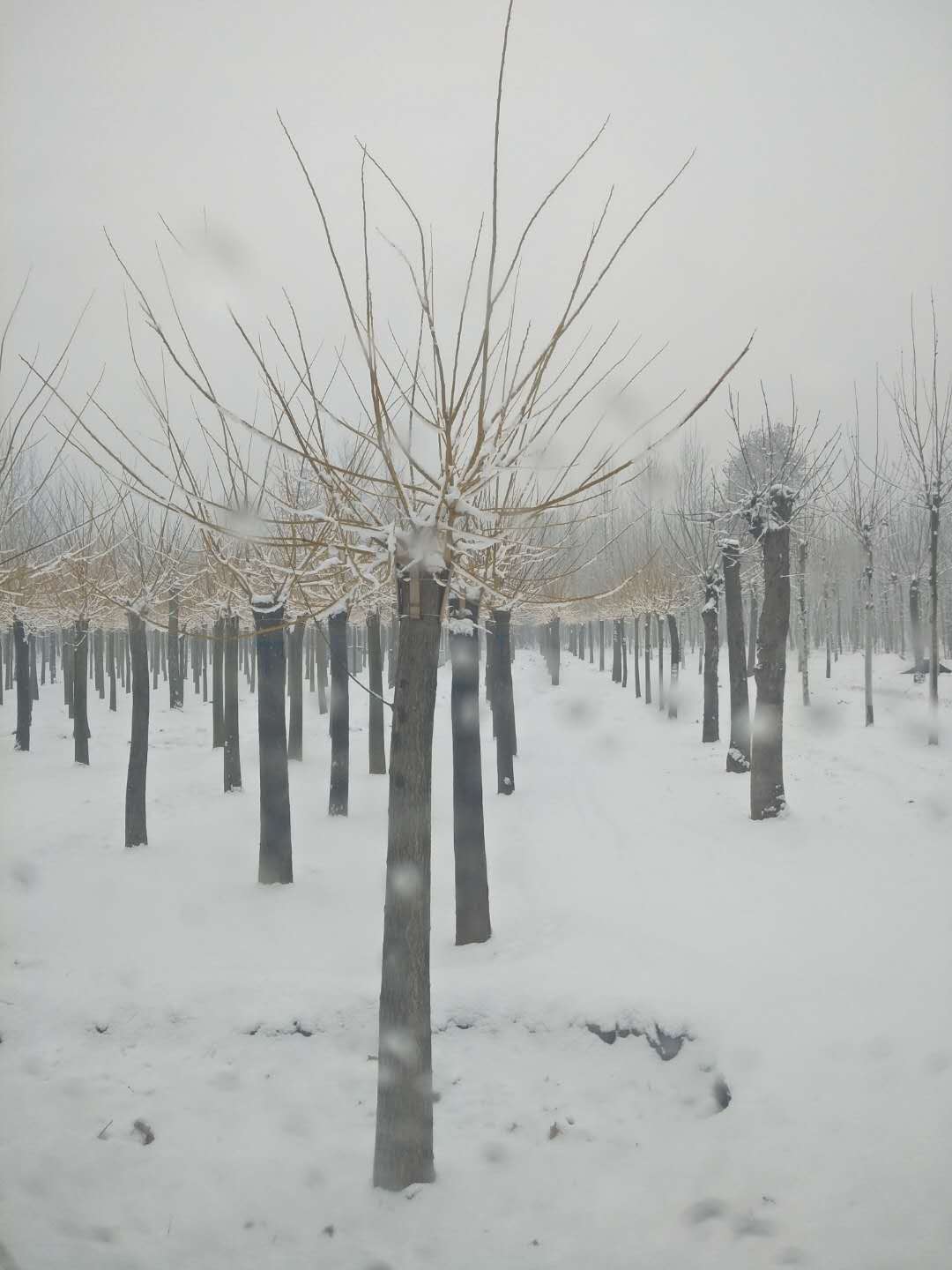 金枝槐-山東金枝槐-山東金金枝槐基地/廠家價格報價供應商 金葉槐 金枝槐