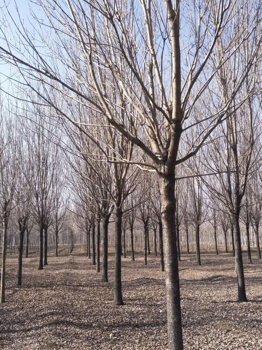 白臘-山東白臘-山東白臘基地/廠家價格報價供應商 白臘