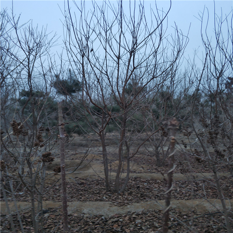 山東叢生黃櫨苗基地 大量供應(yīng) 黃櫨苗 黃櫨