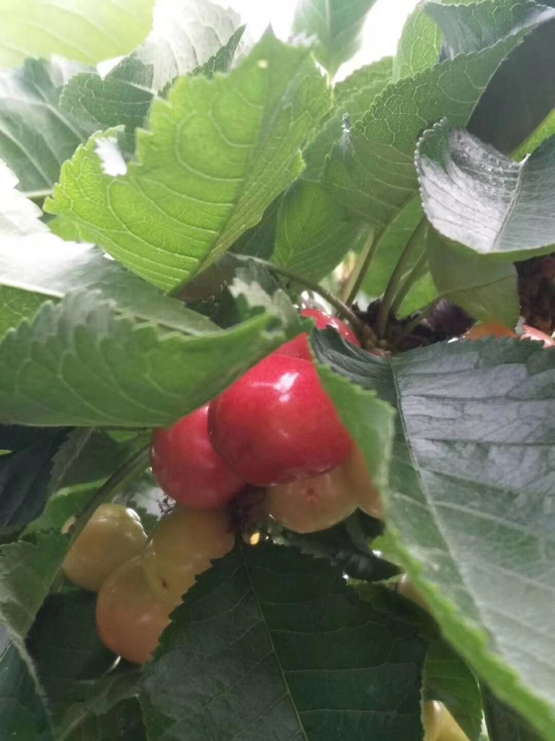 四川車?yán)遄用?四川資陽(yáng)車?yán)遄用缁?廠家報(bào)價(jià)供應(yīng)商