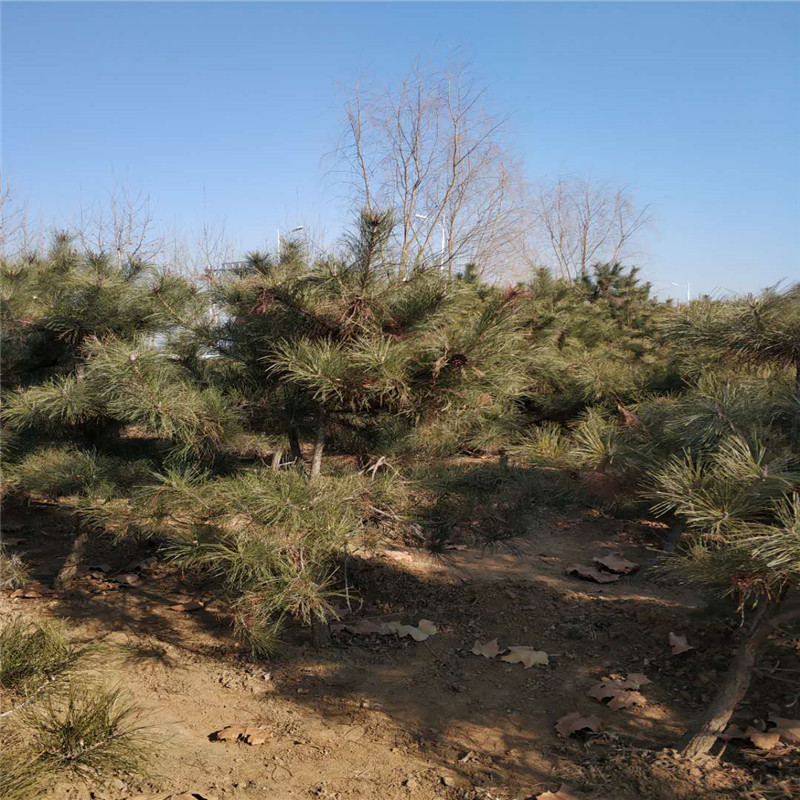 山東黑松基地 2米黑松價(jià)格 黑松苗 黑松基地