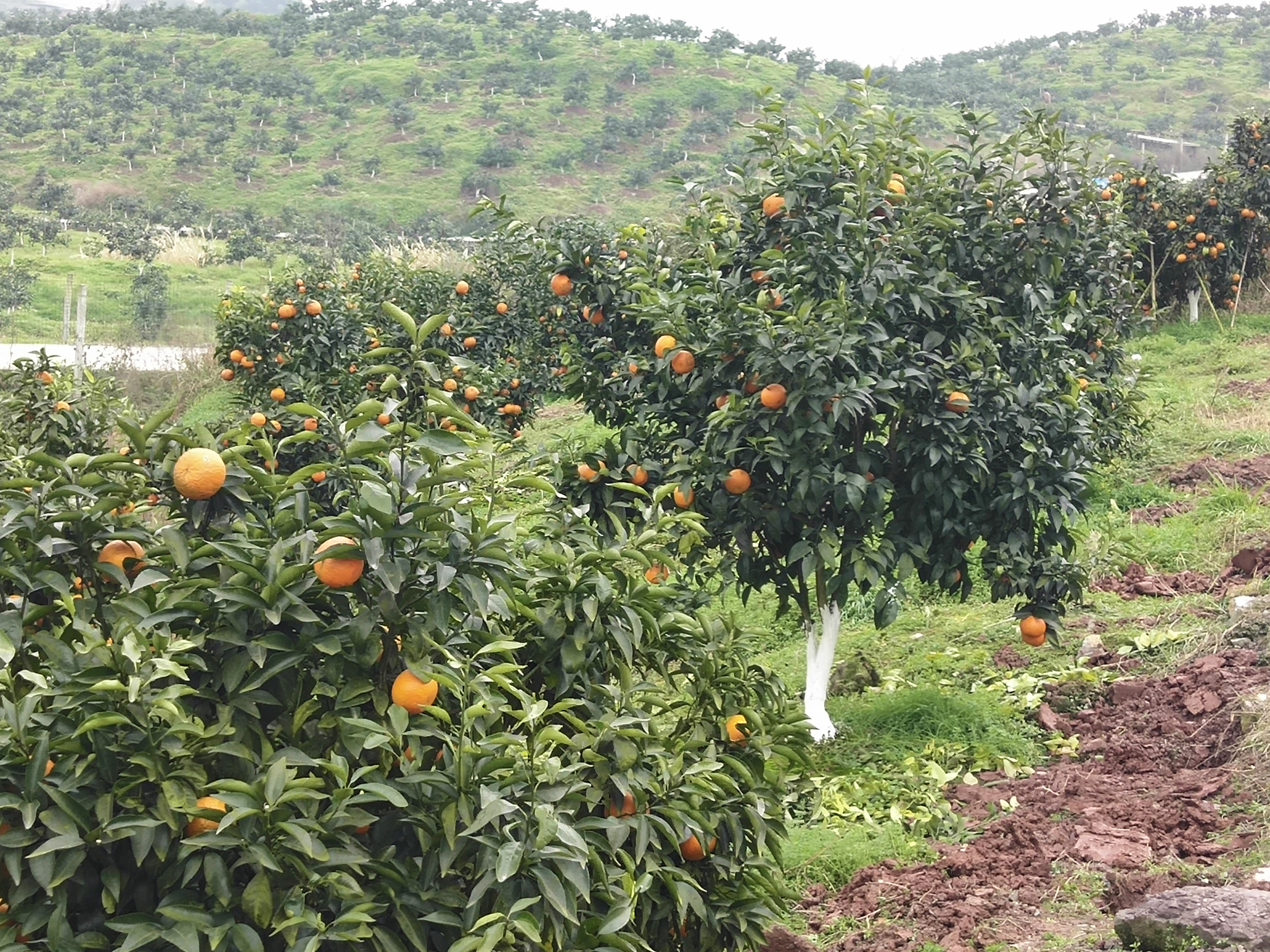 晚熟8號(hào)血橙