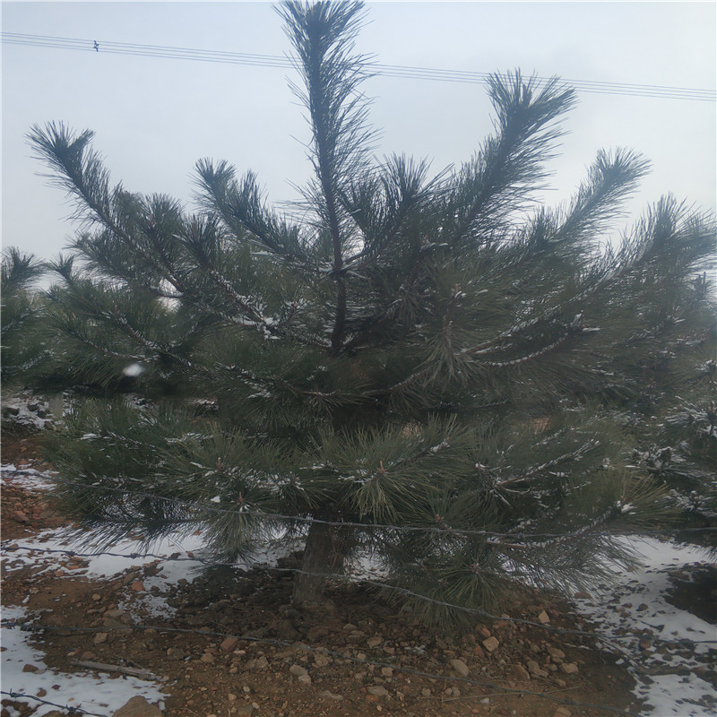 山東黑松基地 2米黑松價(jià)格 黑松苗 黑松基地