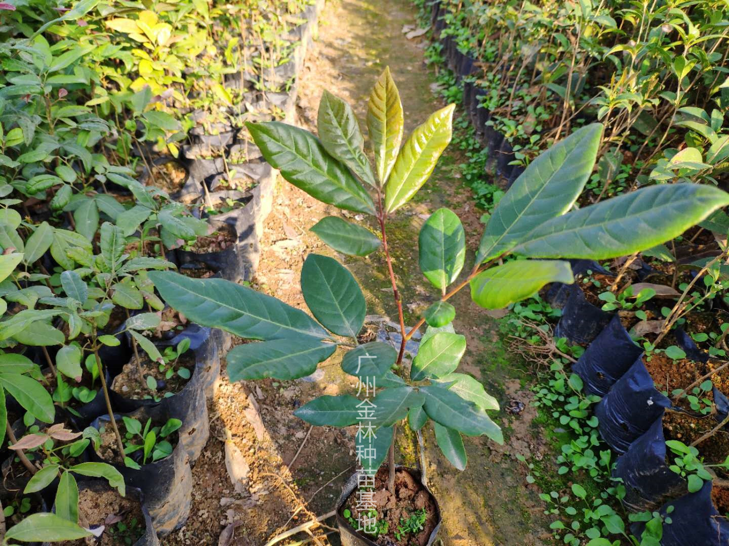 供應果樹種苗 種苗廣東基地直銷龍眼種苗