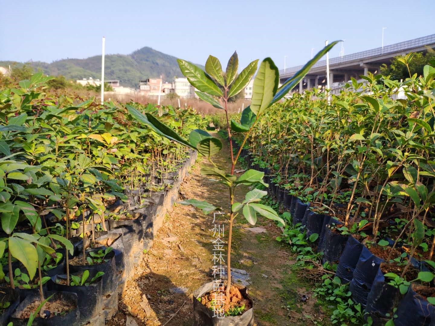 供應果樹種苗 種苗廣東基地直銷龍眼種苗