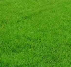 三號(hào)草皮 三號(hào)草皮報(bào)價(jià) 三號(hào)草皮哪家好 三號(hào)草皮直銷 三號(hào)草皮供應(yīng)商