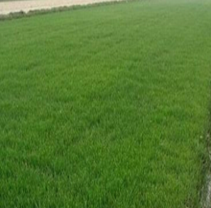 三號(hào)草皮 三號(hào)草皮報(bào)價(jià) 三號(hào)草皮哪家好 三號(hào)草皮直銷 三號(hào)草皮供應(yīng)商