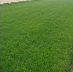 蘭引三號草皮 蘭引三號草皮報價 蘭引三號草皮批發(fā) 蘭引三號草皮供應商 蘭引三號草皮生產廠家