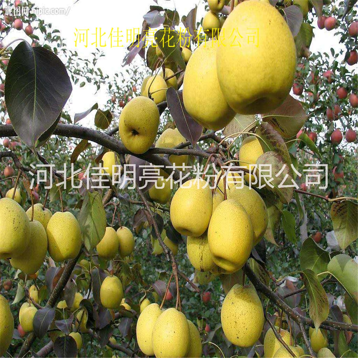 常年供應(yīng)批發(fā) 趙州雪花梨 皇冠梨  鴨梨