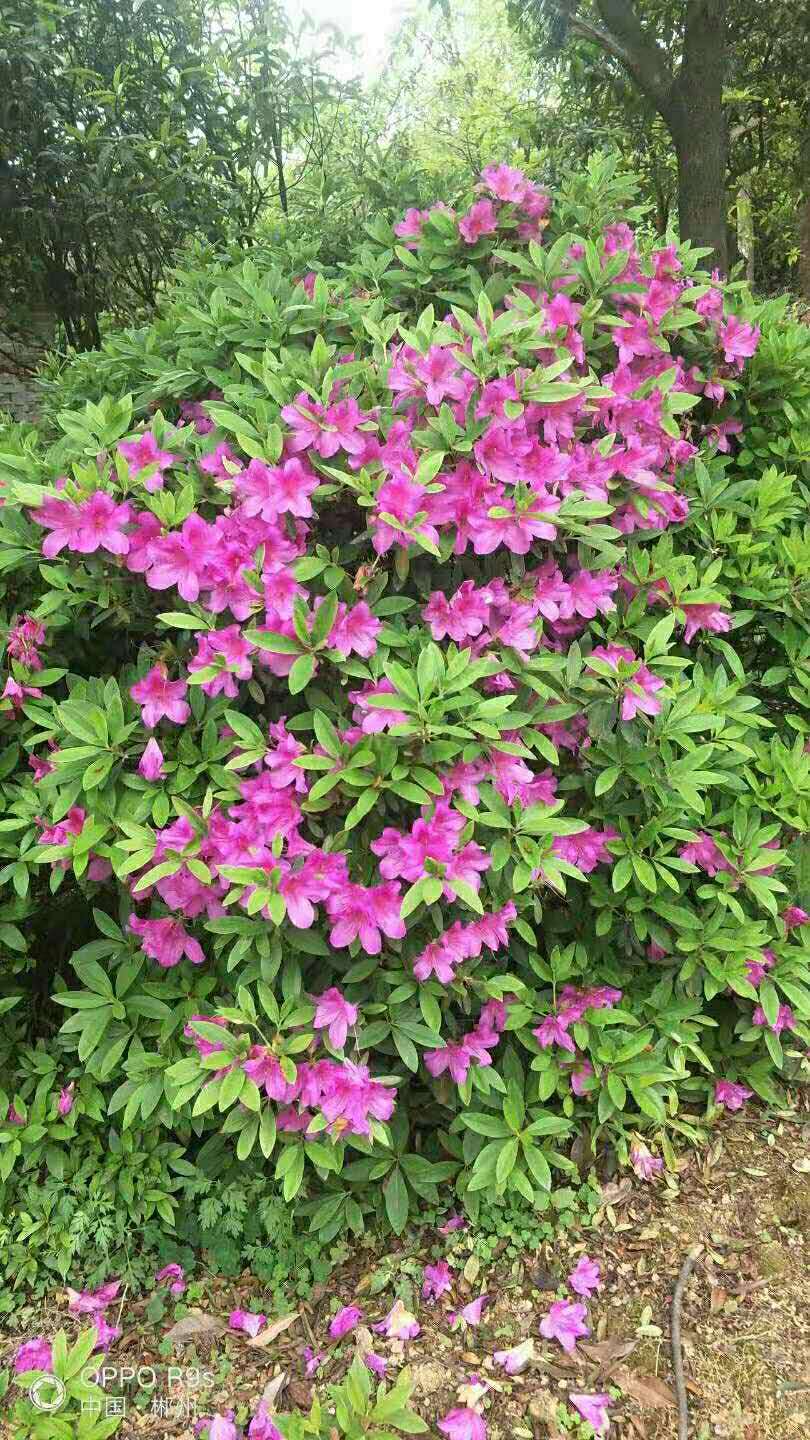 *花小苗，株洲映山紅*苗供應(yīng)商，株洲毛*苗批發(fā)價(jià)