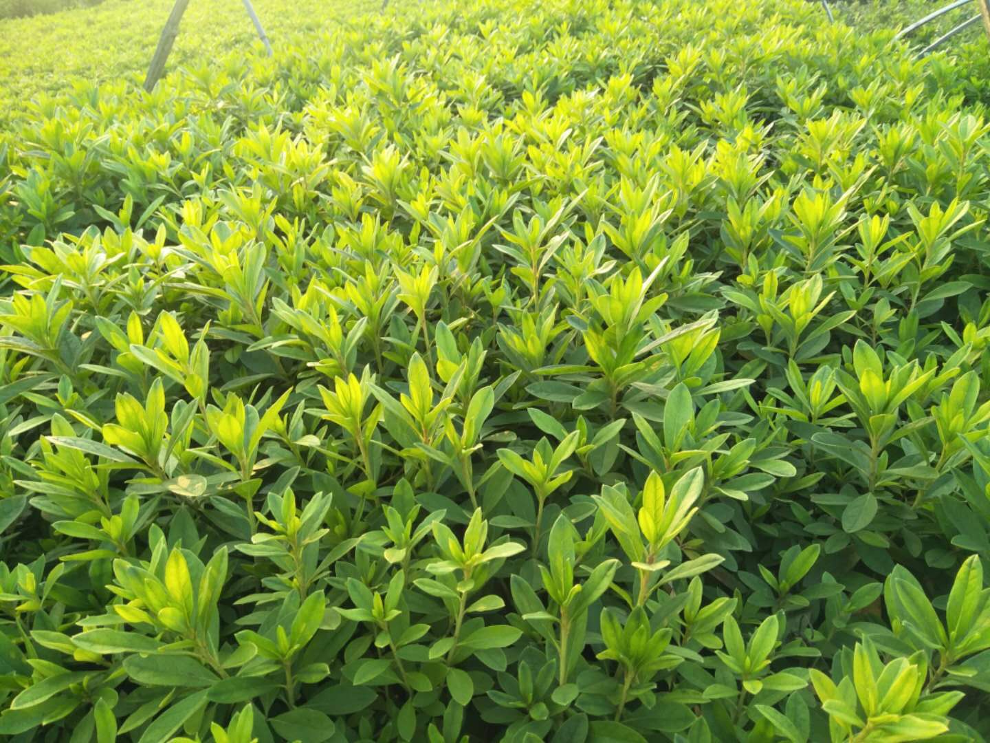 *花小苗，株洲映山紅*苗供應(yīng)商，株洲毛*苗批發(fā)價(jià)