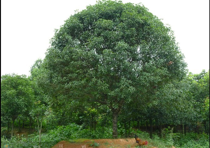 供應(yīng)：桂花樹八月桂四季桂丹桂樹苗