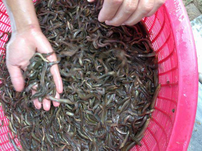 岳陽泥鰍養(yǎng)殖基地長期供應種苗包技術(shù)培訓包回收