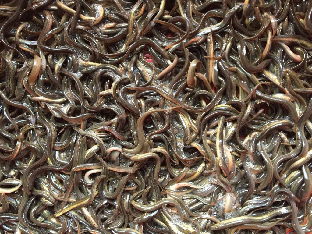 南潯區(qū)吳興區(qū)泥鰍收購百畝田大型魚塘養(yǎng)殖場長期供應(yīng)種苗