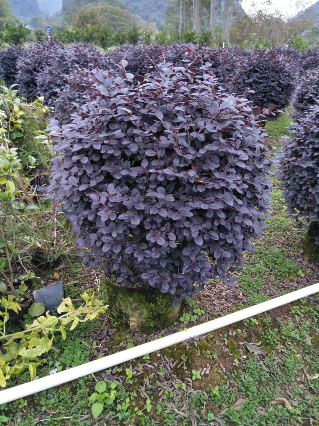 紅繼木球種植基地 廣西紅繼木球種植基地 紅繼木球大型種植基地
