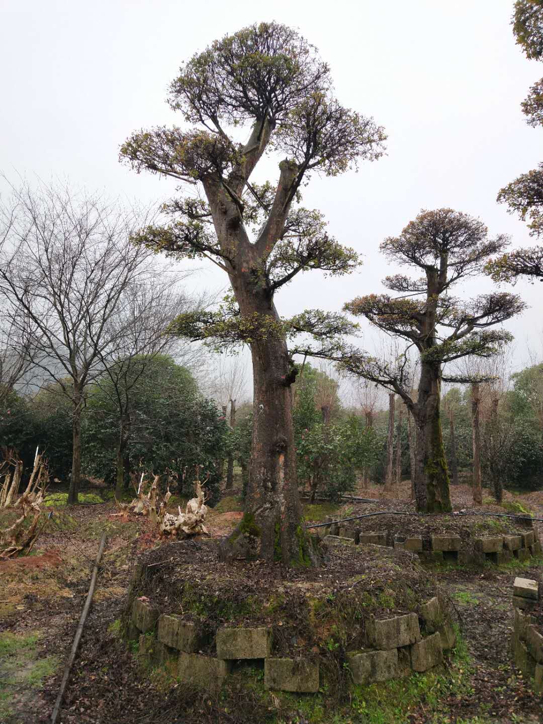 造型榆樹(shù) 造型榆樹(shù)報(bào)價(jià) 造型榆樹(shù)廠家 瀏陽(yáng)造型榆樹(shù)
