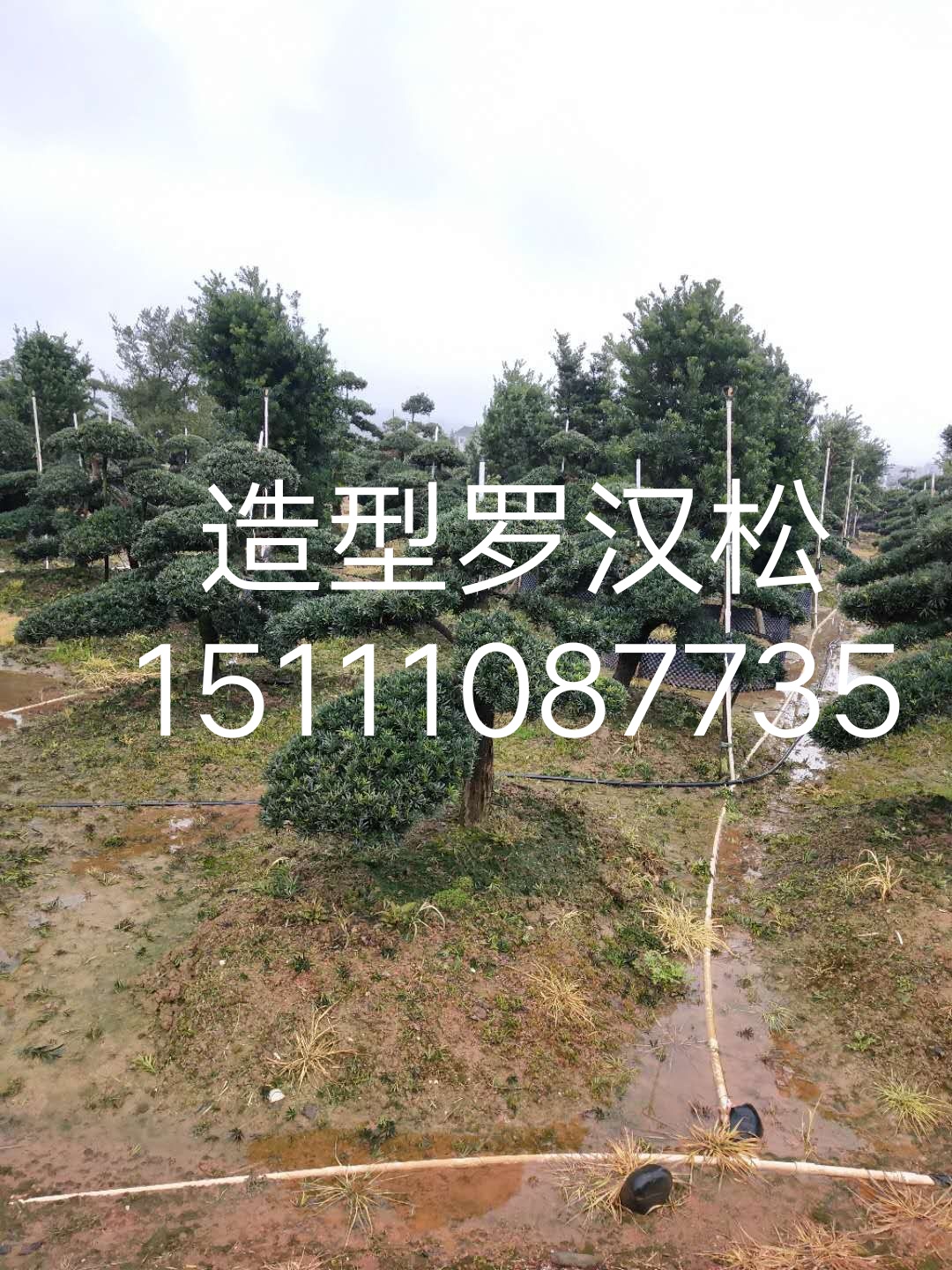 造型紅花繼木古樁 湖南造型赤楠 湖南造型亮晶女貞 造型飄枝羅漢松15-20公分