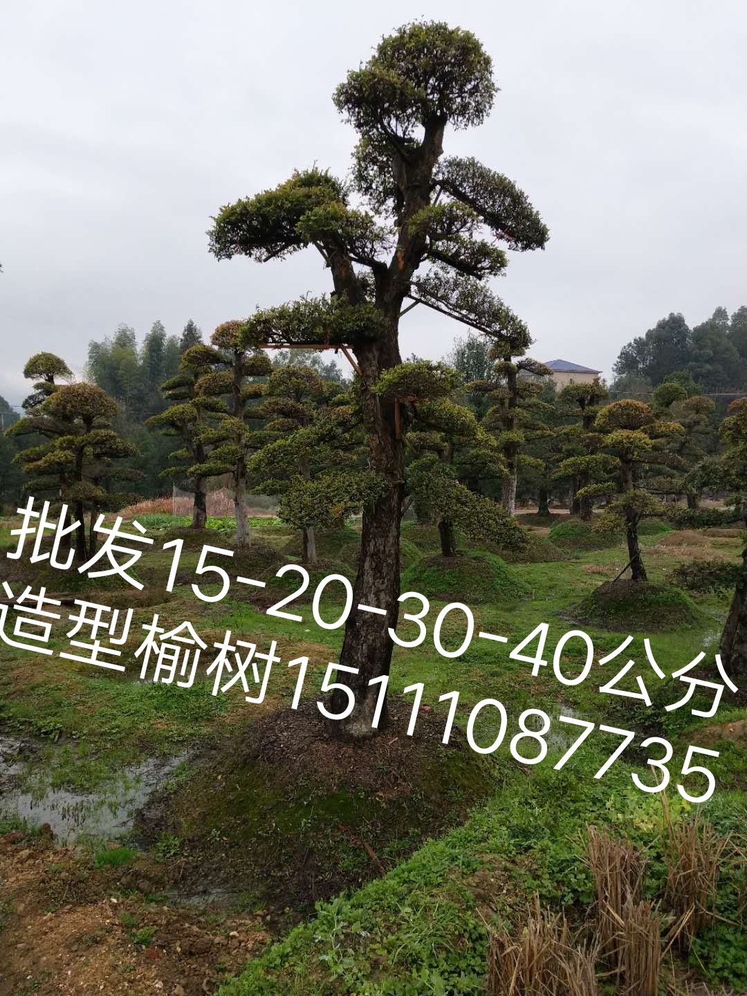 基地直銷*榆樹造型