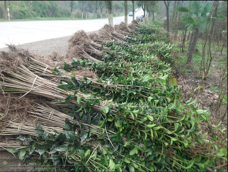 桂花苗木八月桂苗