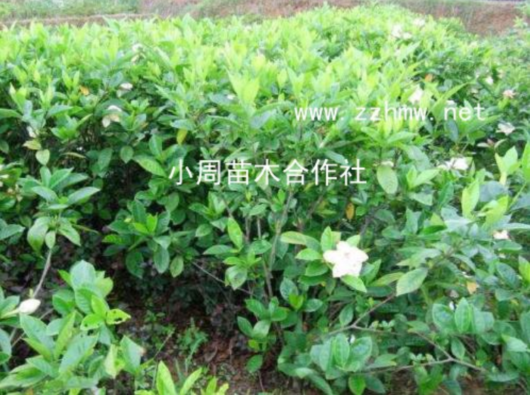 大葉梔子花基地*