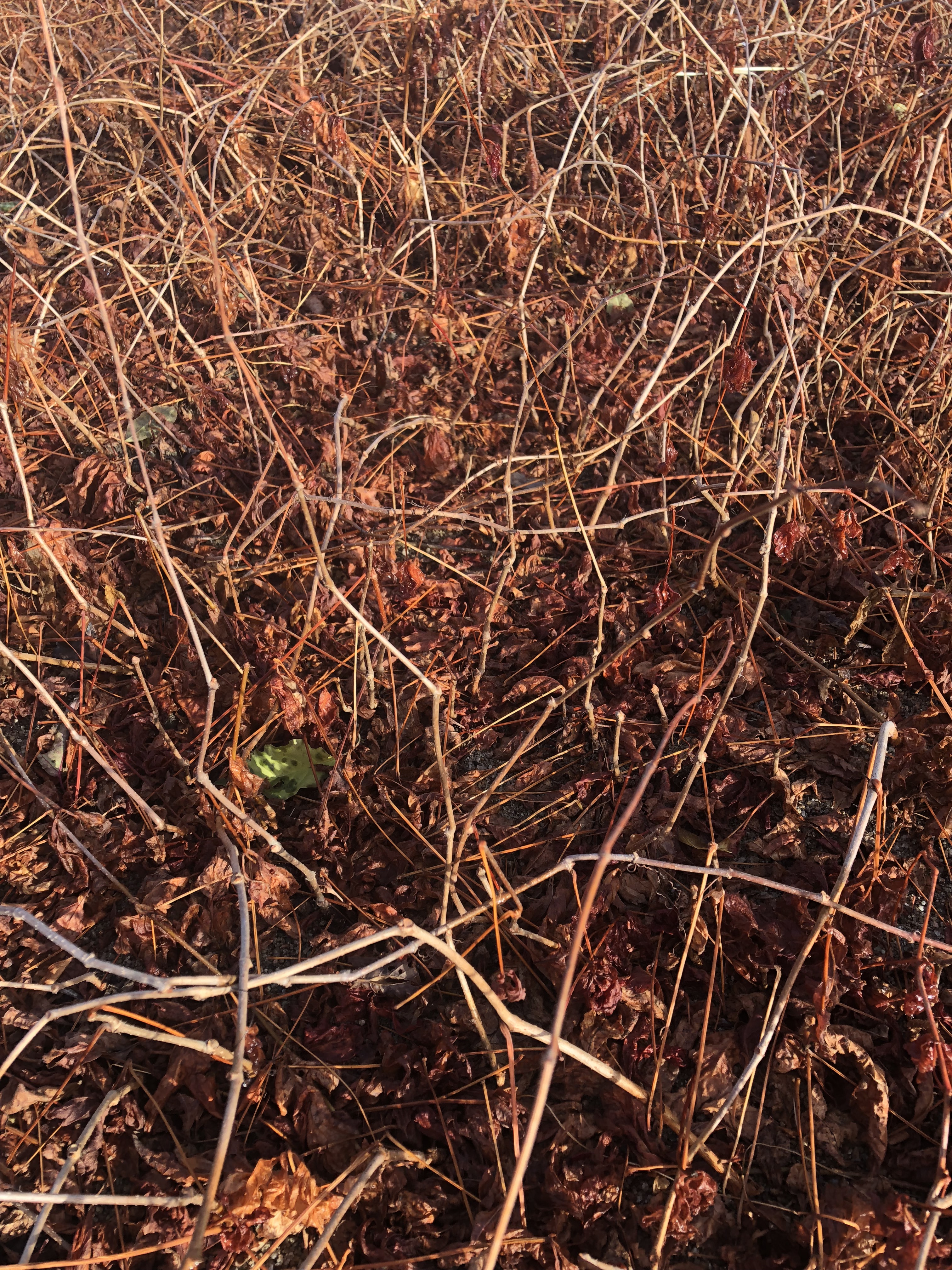 地錦采購/報價  地錦廠家 地錦經(jīng)銷商