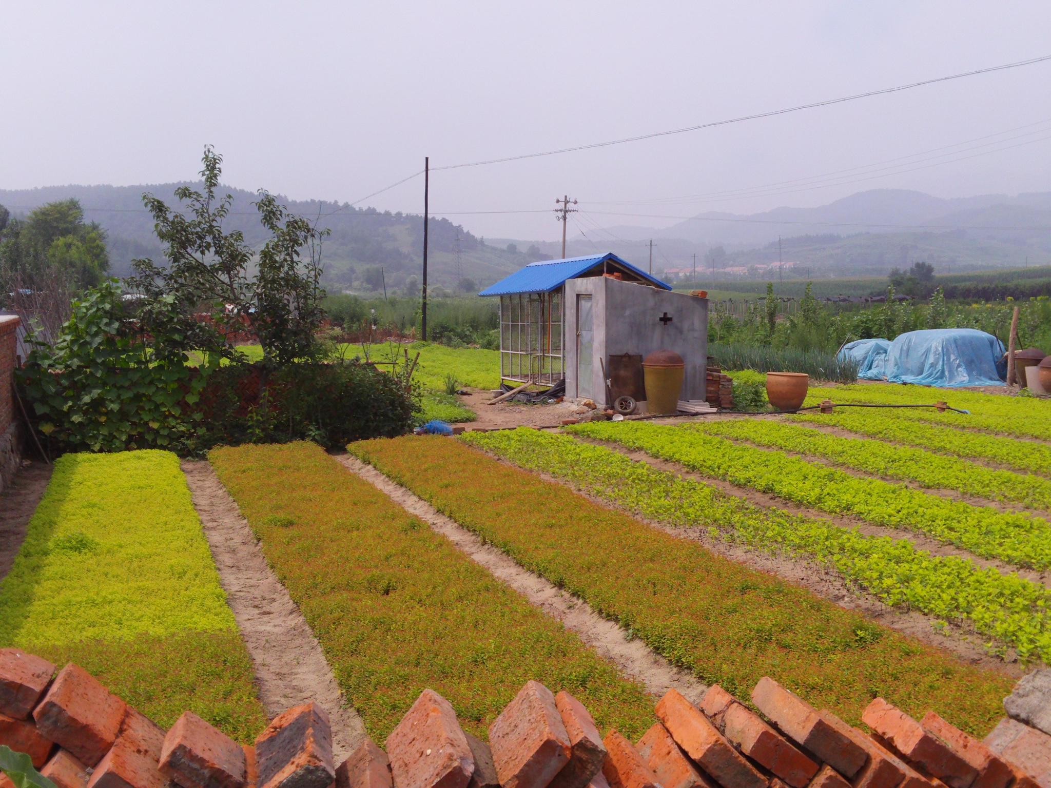 金焰繡線菊采購/報(bào)價(jià)  金焰繡線菊廠家 金焰繡線菊經(jīng)銷商