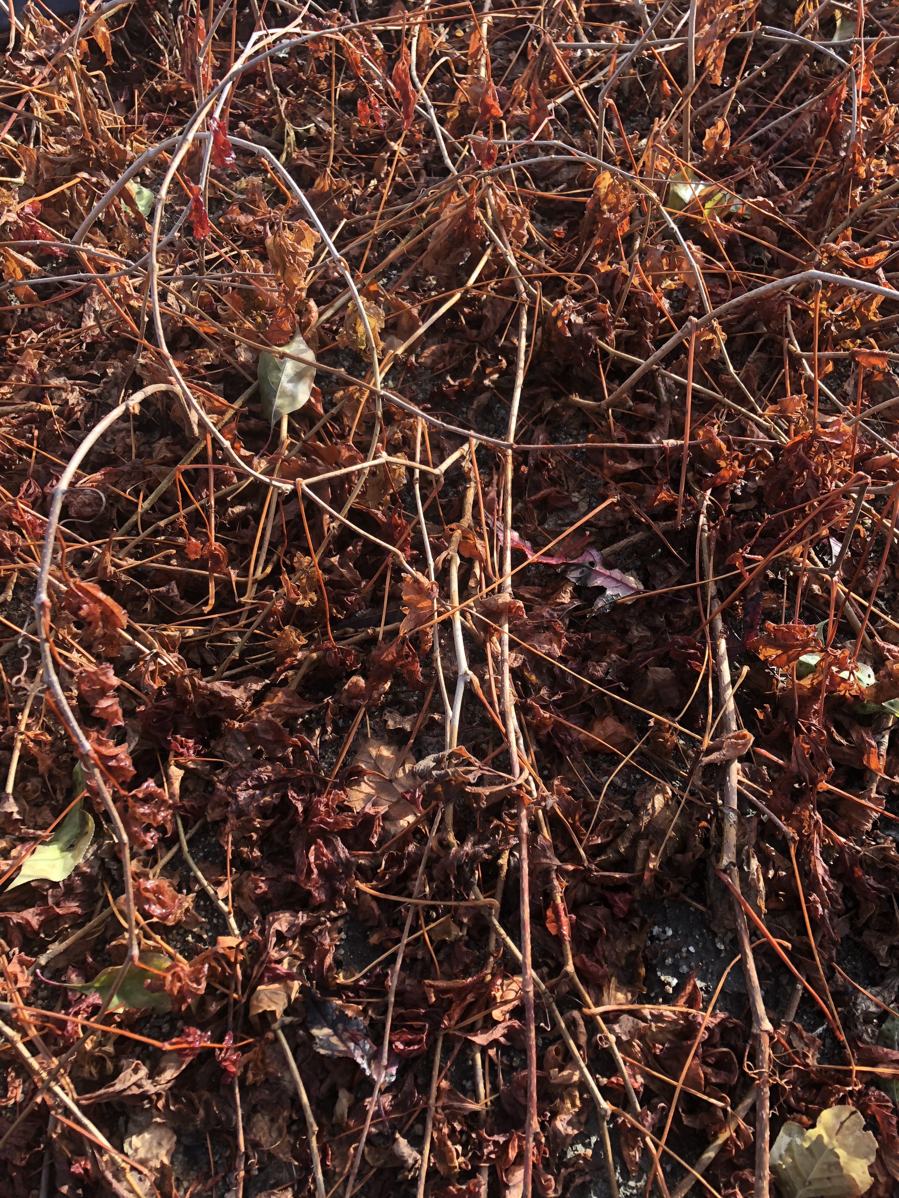 地錦采購/報價  地錦廠家 地錦經(jīng)銷商