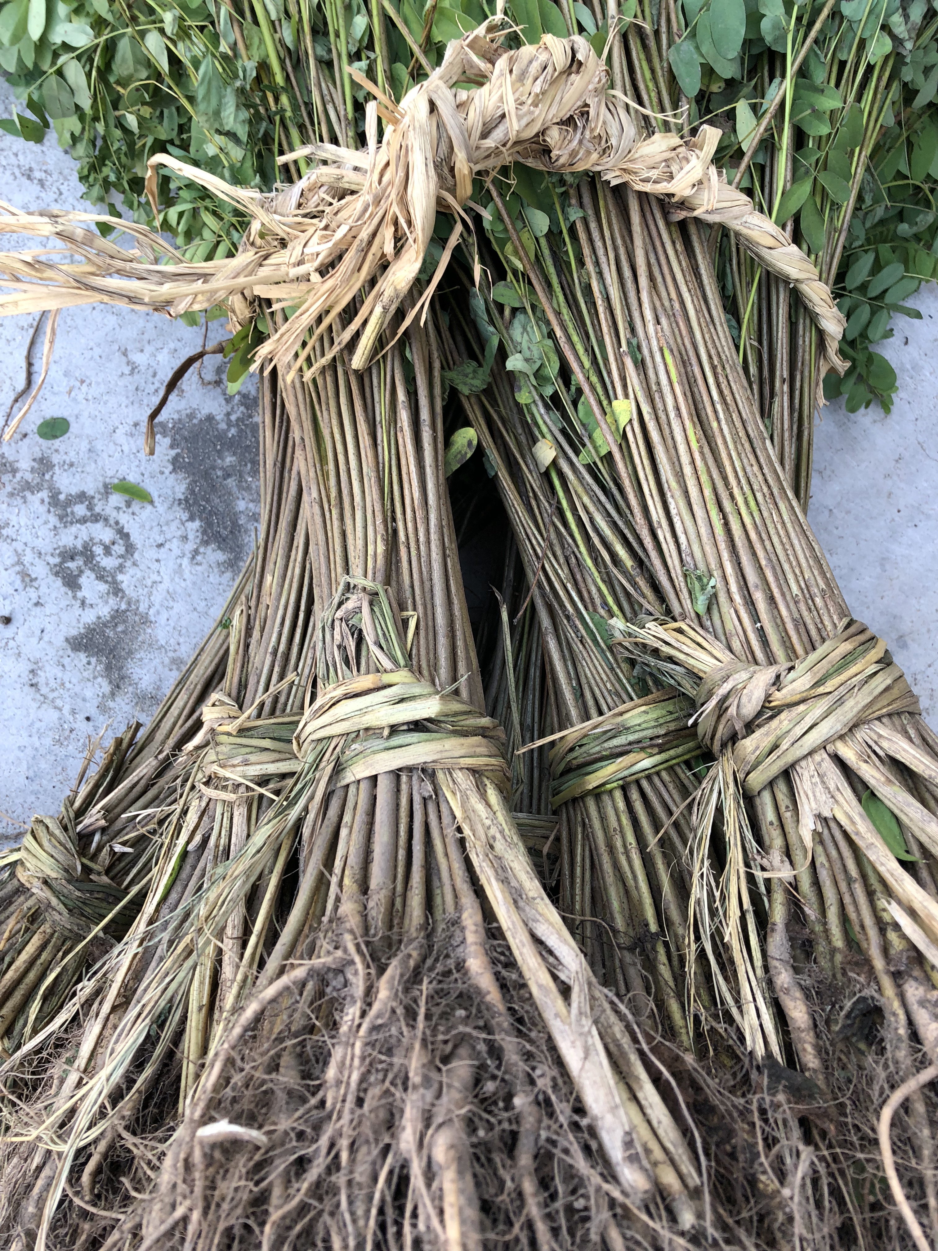 紫穗槐種子價格 紫穗槐種植方法 紫穗槐供應商