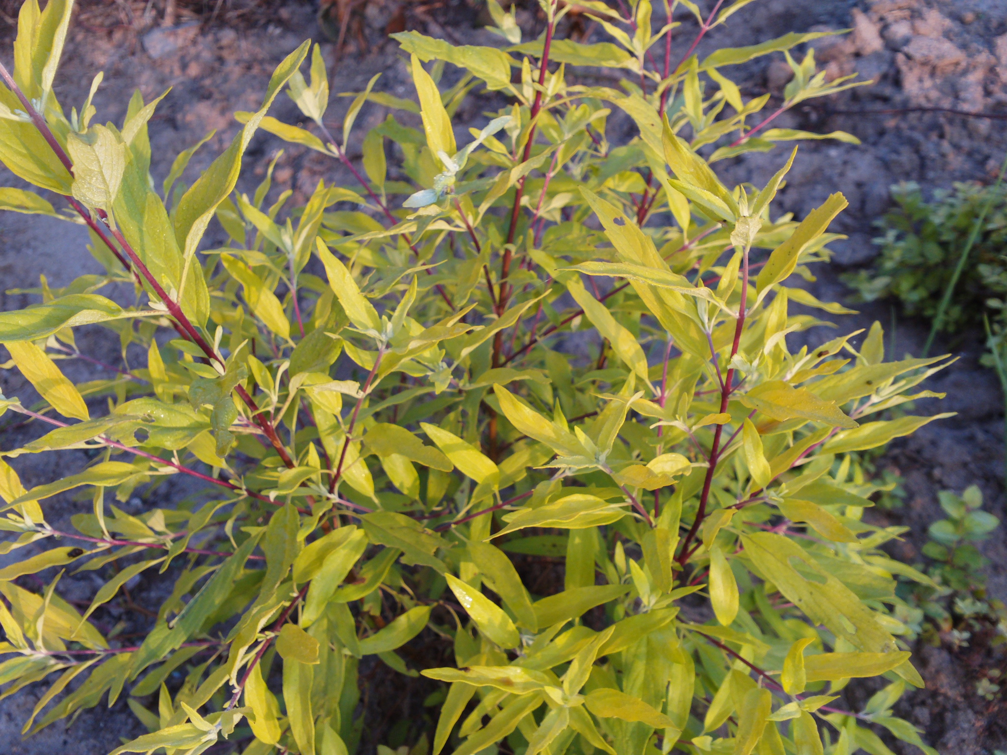 金葉蕕 優(yōu)質(zhì)金葉蕕價(jià)格 金葉蕕種植基地