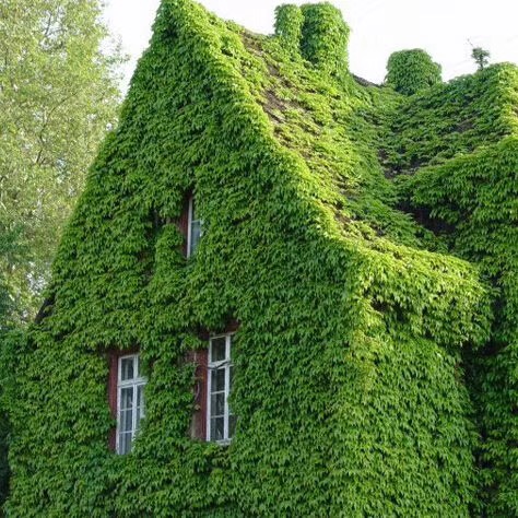 地錦采購/報價  地錦廠家 地錦經(jīng)銷商