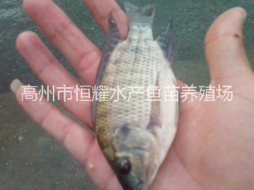 大量批發(fā)供應(yīng)優(yōu)質(zhì)單性?shī)W尼羅非魚(yú)苗