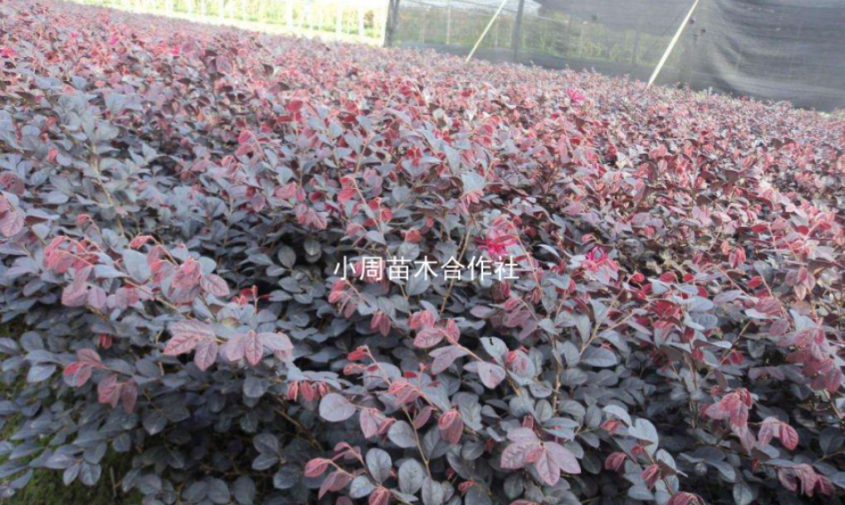 優(yōu)質(zhì)紅花繼木基地供應(yīng)