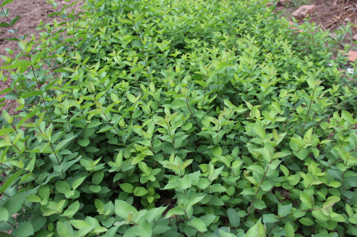 遼寧藍(lán)葉忍冬 藍(lán)葉忍冬培育基地  藍(lán)葉忍冬采購(gòu)價(jià)格