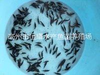 廣東茂名供應(yīng)優(yōu)質(zhì)桂花魚(yú)魚(yú)苗鱖魚(yú)魚(yú)苗