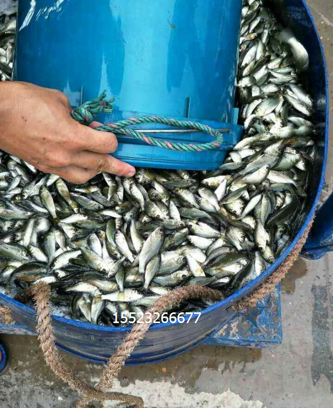 淡水魚(yú)苗價(jià)格 淡水魚(yú)苗公司 淡水魚(yú)苗廠家 淡水魚(yú)苗生產(chǎn)商 淡水魚(yú)苗供應(yīng)商 淡水魚(yú)苗批發(fā)價(jià) 淡水魚(yú)苗