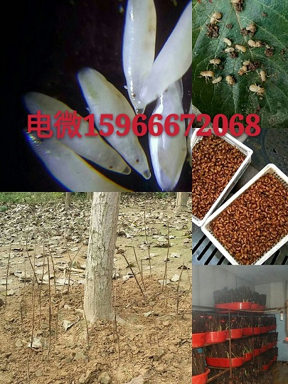 人工孵化爬叉種子,爬拉猴爬叉種苗