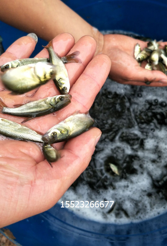 羅非魚(yú) 羅非魚(yú)價(jià)格 羅非魚(yú)公司 羅非魚(yú)廠家 羅非魚(yú)批發(fā)價(jià) 羅非魚(yú)生產(chǎn)商  羅非魚(yú)供應(yīng)商