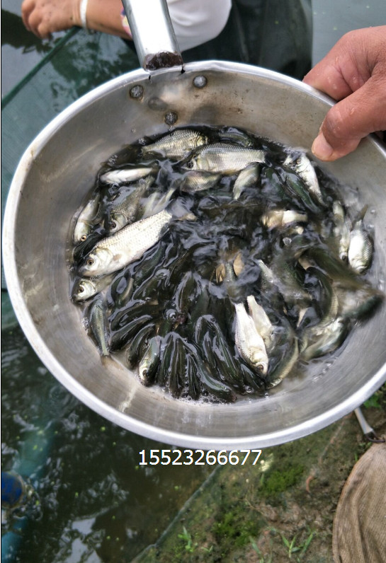 黃顙魚 黃顙魚價(jià)格  黃顙魚公司 黃顙魚廠家 黃顙魚供應(yīng)商 黃顙魚批發(fā)價(jià) 黃顙魚報(bào)價(jià)表