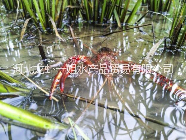 潛江小龍蝦龍蝦一姐水產(chǎn)品信譽保證