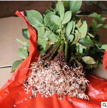 玫瑰花苗報(bào)價(jià)  云南玫瑰花苗生產(chǎn)廠家 云南玫瑰花苗批發(fā) 云南玫瑰花苗供應(yīng)商  云南玫瑰花苗直銷