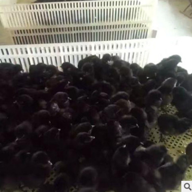 綠殼蛋雞苗 綠殼蛋雞苗報(bào)價(jià) 綠殼蛋雞苗批發(fā)  綠殼蛋雞苗供應(yīng)商 綠殼蛋雞苗哪家好