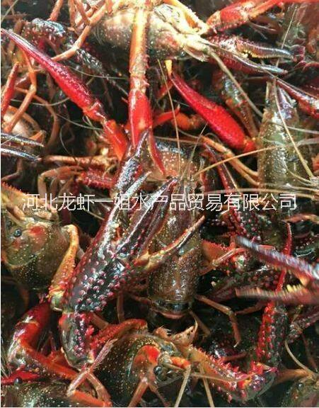 潛江小龍蝦龍蝦一姐水產(chǎn)品信譽保證