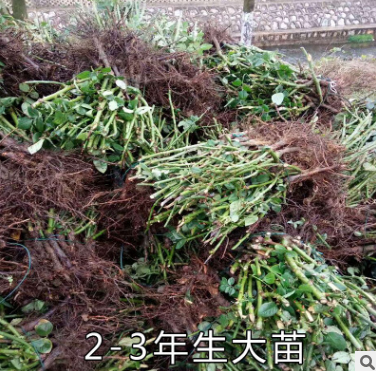 玫瑰花大苗供應(yīng)商 云南玫瑰花大苗生產(chǎn)廠家 云南玫瑰花大苗哪家好 云南玫瑰花大苗報價 云南玫瑰花大苗批發(fā)
