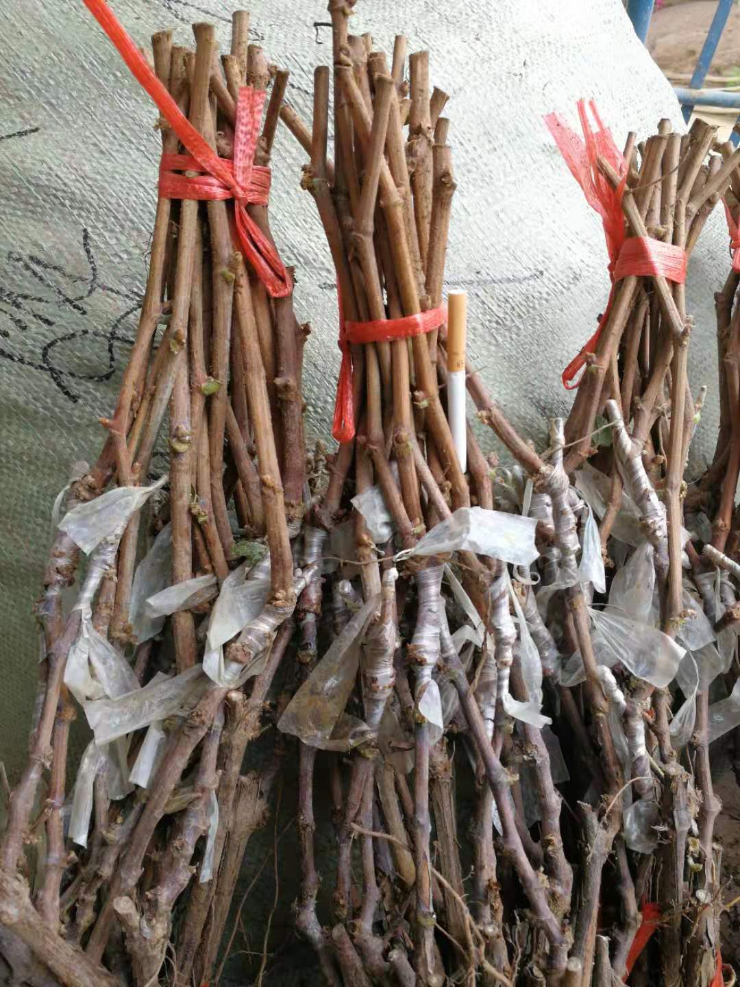 陜西陽光玫瑰葡萄苗種植基地_陽光玫瑰葡萄苗批發(fā)價(jià)格|品種齊全|品質(zhì)好