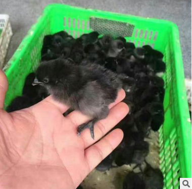 綠殼蛋雞苗 綠殼蛋雞苗報(bào)價(jià) 綠殼蛋雞苗批發(fā)  綠殼蛋雞苗供應(yīng)商 綠殼蛋雞苗哪家好