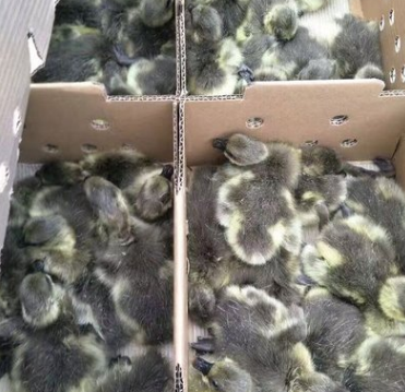 馬崗鵝苗 馬崗鵝苗報價 馬崗鵝苗批發(fā) 馬崗鵝苗供應(yīng)商 馬崗鵝苗生產(chǎn)廠家 馬崗鵝苗哪家好