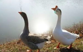 白鵝公鵝  白鵝公鵝報價 白鵝公鵝批發(fā) 白鵝公鵝供應(yīng)商 白鵝公鵝生產(chǎn)廠家 白鵝公鵝哪家好